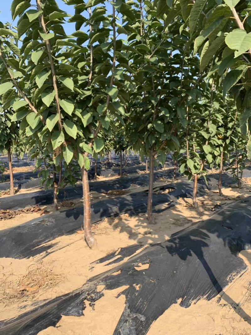 樱桃树美早俄罗斯八号红灯砂蜜豆黑珍珠早大果布鲁克斯