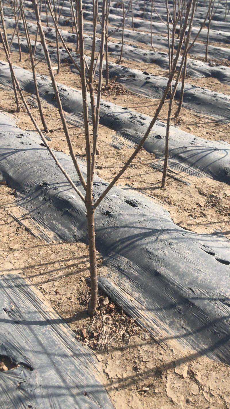 樱桃树美早俄罗斯八号红灯砂蜜豆黑珍珠早大果布鲁克斯