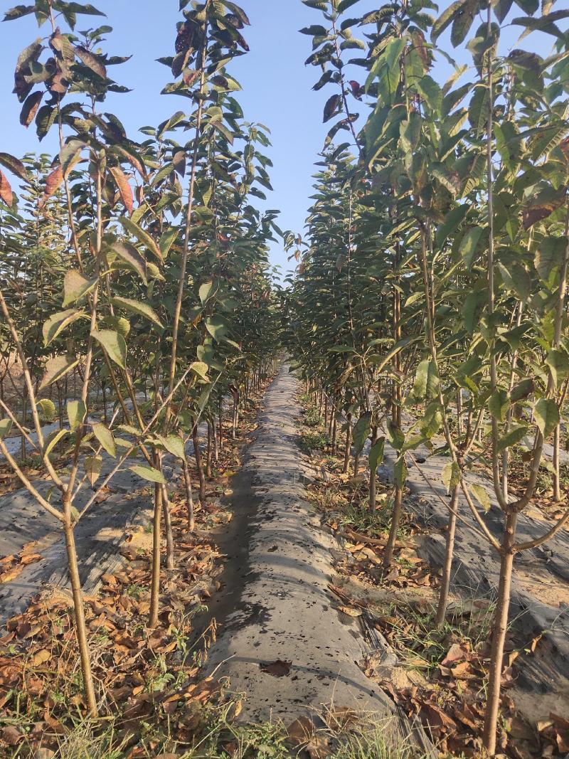 樱桃树美早俄罗斯八号红灯砂蜜豆黑珍珠早大果布鲁克斯