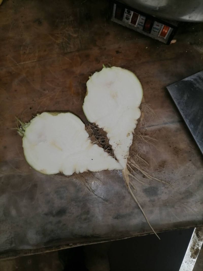根茎类芥菜半斤起步！！！！