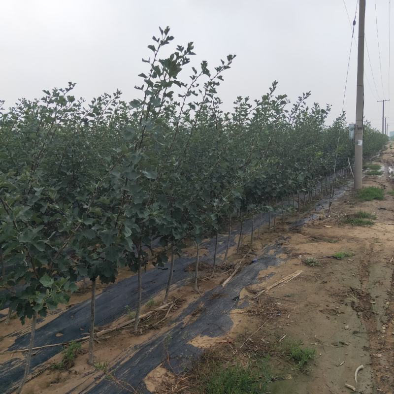 优质品种大果山楂苗，可批发，可零售，大金星苗，大无棱苗