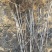 优质品种大果山楂苗，可批发，可零售，大金星苗，大无棱苗