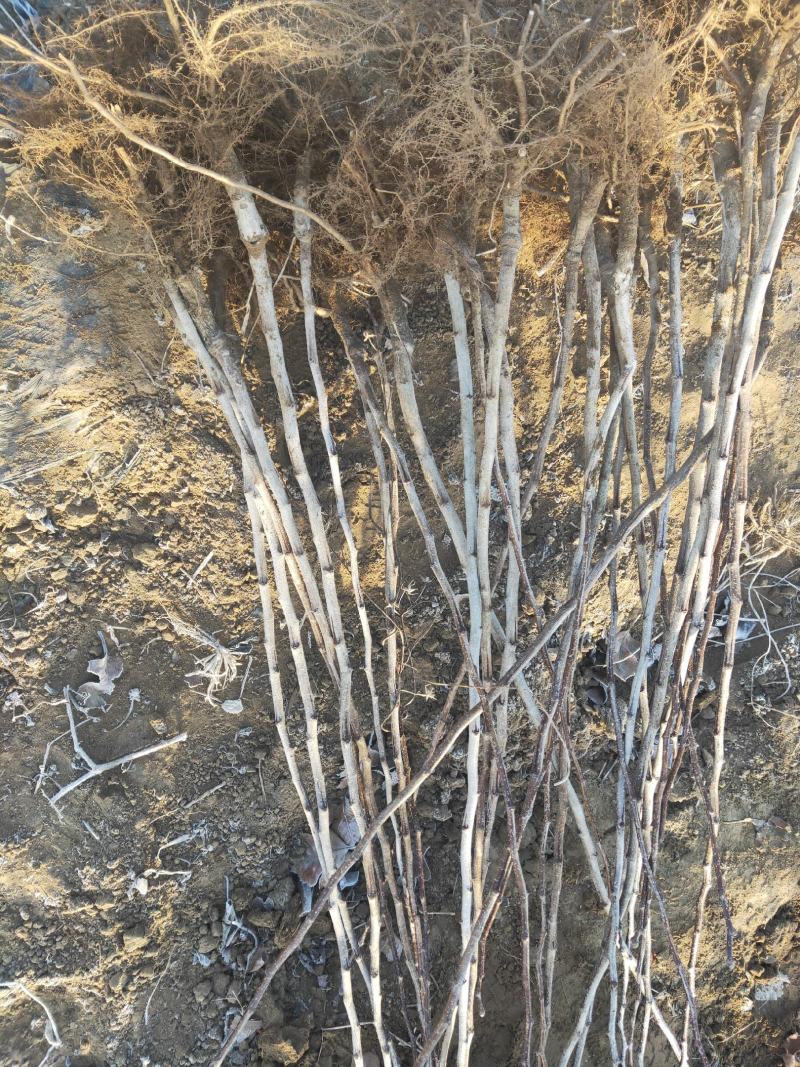 优质品种大果山楂苗，可批发，可零售，大金星苗，大无棱苗