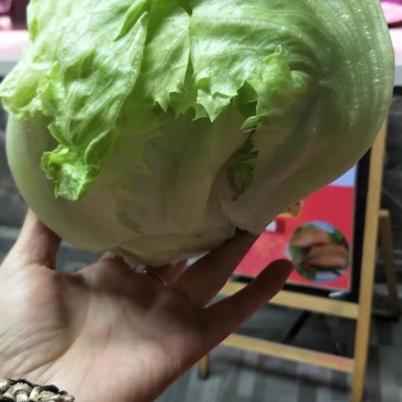 山东球生菜苗，射手101苗厂直供，发货方便，破损包赔