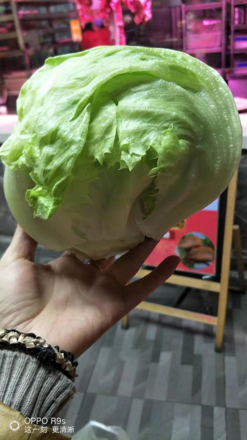 山东球生菜苗，射手101苗厂直供，发货方便，破损包赔