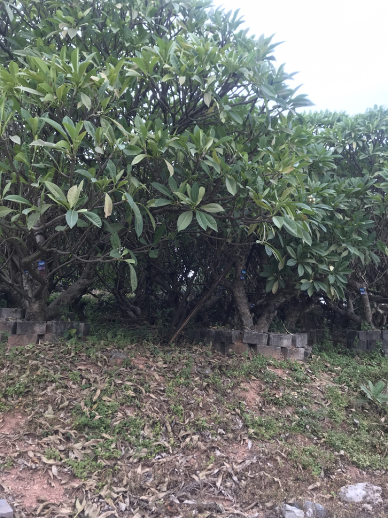 出售鸡蛋花有能用的来谈