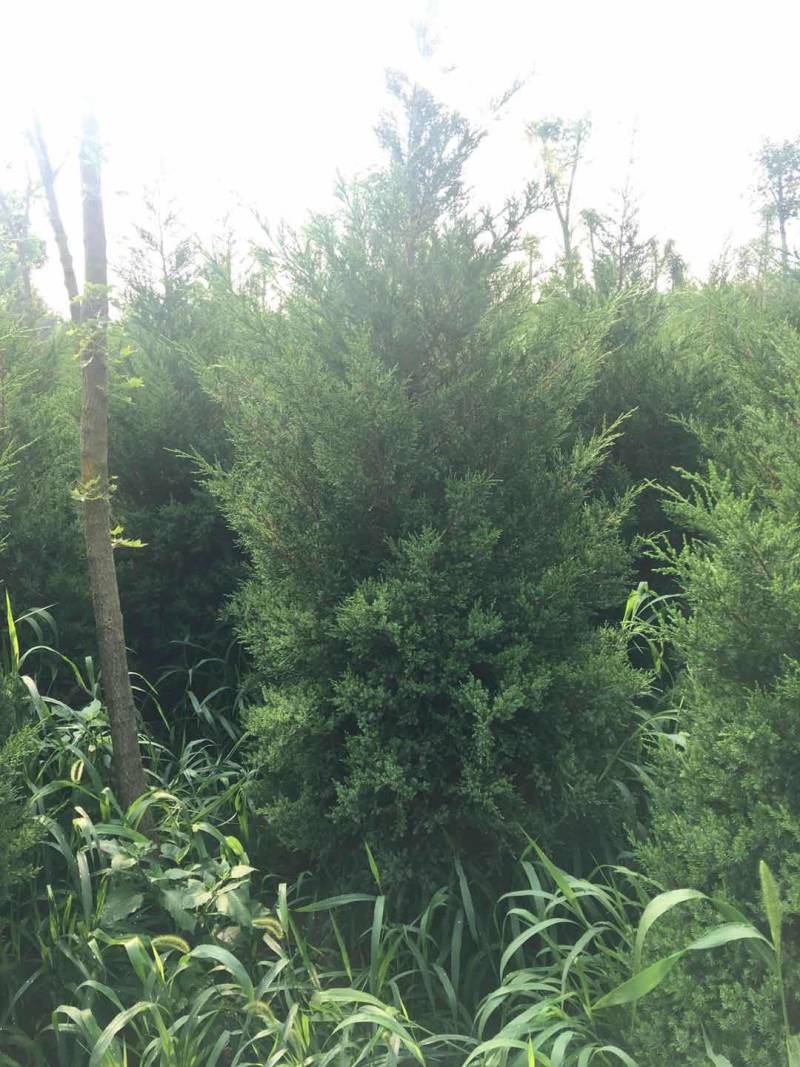 蜀侩精品蜀侩落地冠一级苗蜀侩又称塔柏