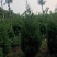 蜀侩精品蜀侩落地冠一级苗蜀侩又称塔柏