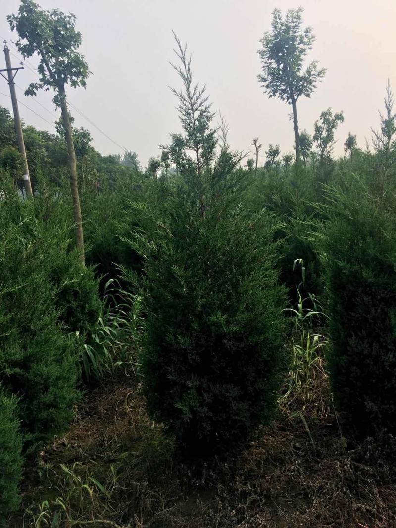 蜀侩精品蜀侩落地冠一级苗蜀侩又称塔柏