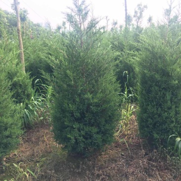 蜀侩精品蜀侩落地冠一级苗蜀侩又称塔柏