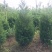 蜀侩精品蜀侩落地冠一级苗蜀侩又称塔柏