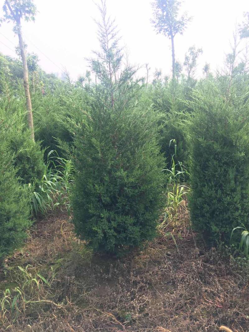 蜀侩精品蜀侩落地冠一级苗蜀侩又称塔柏
