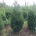 蜀侩精品蜀侩落地冠一级苗蜀侩又称塔柏