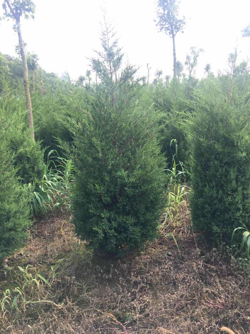 蜀侩精品蜀侩落地冠一级苗蜀侩又称塔柏