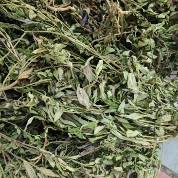 金牛草，紫背金牛干货，金不换