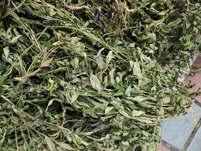 金牛草，紫背金牛干货，金不换