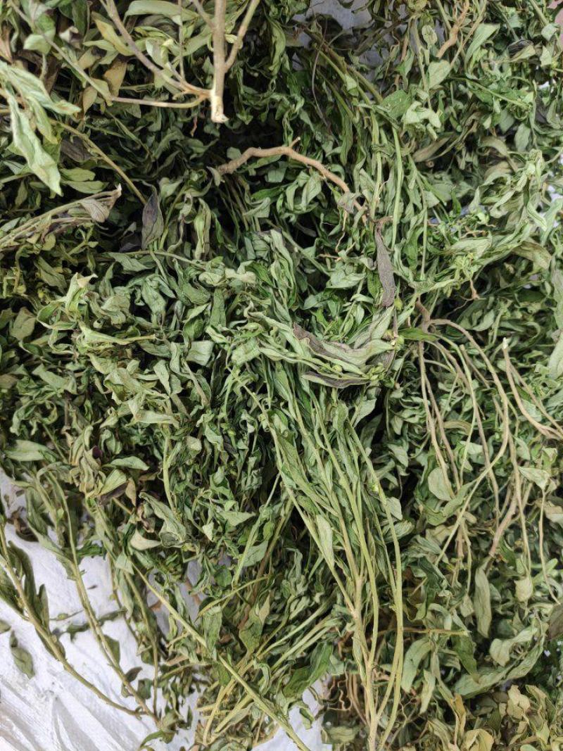 金牛草，紫背金牛干货，金不换