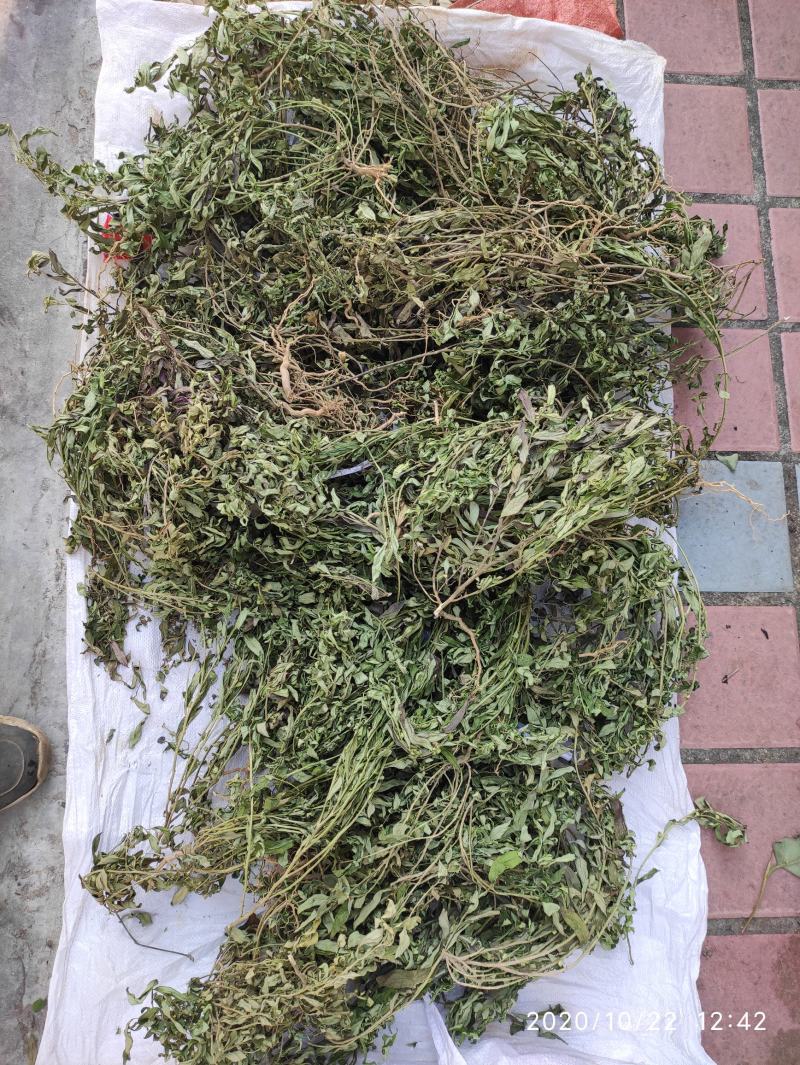 金牛草，紫背金牛干货，金不换