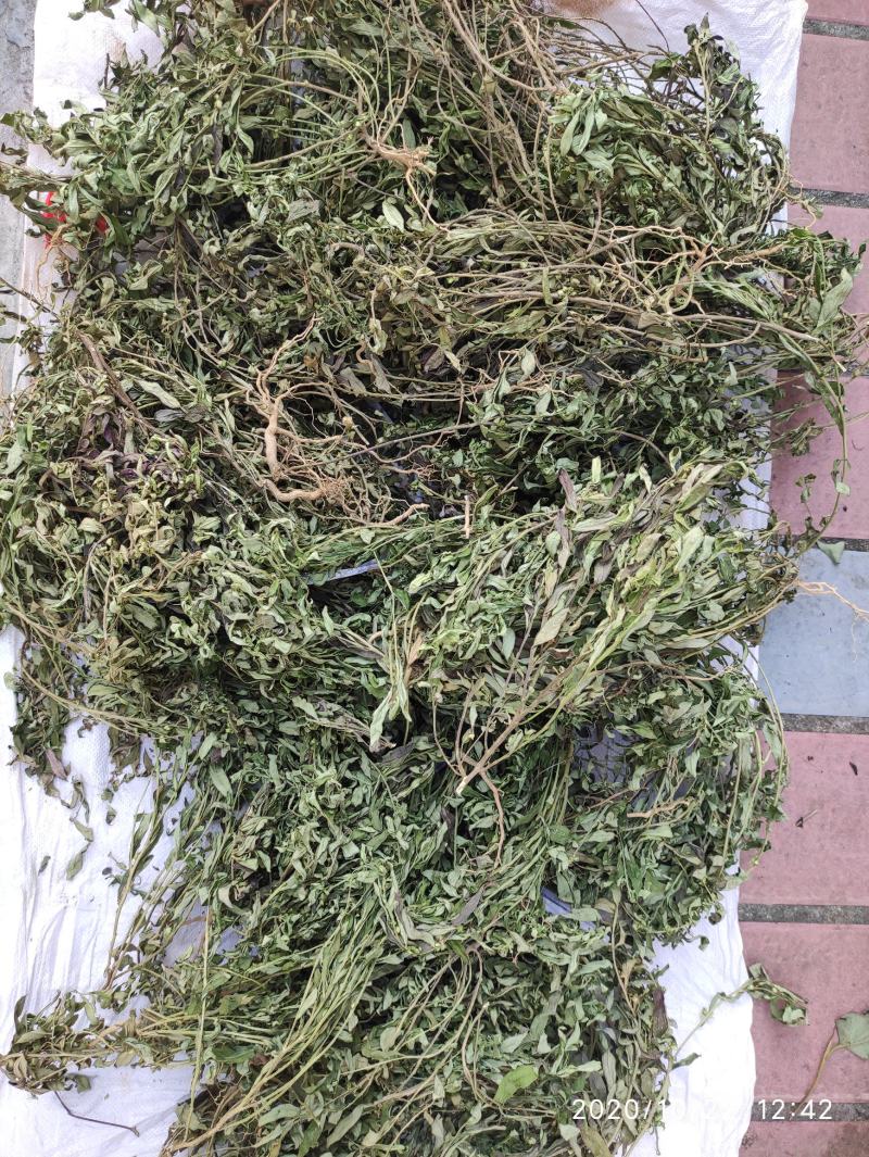 金牛草，紫背金牛干货，金不换