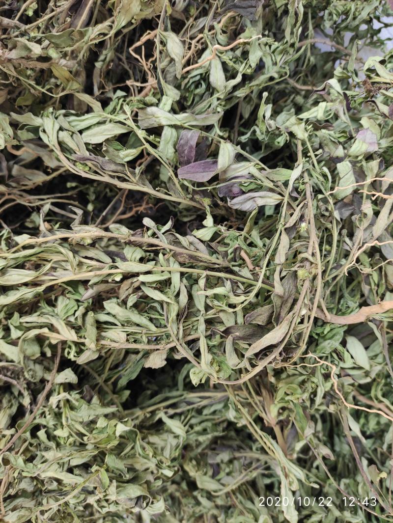 金牛草，紫背金牛干货，金不换