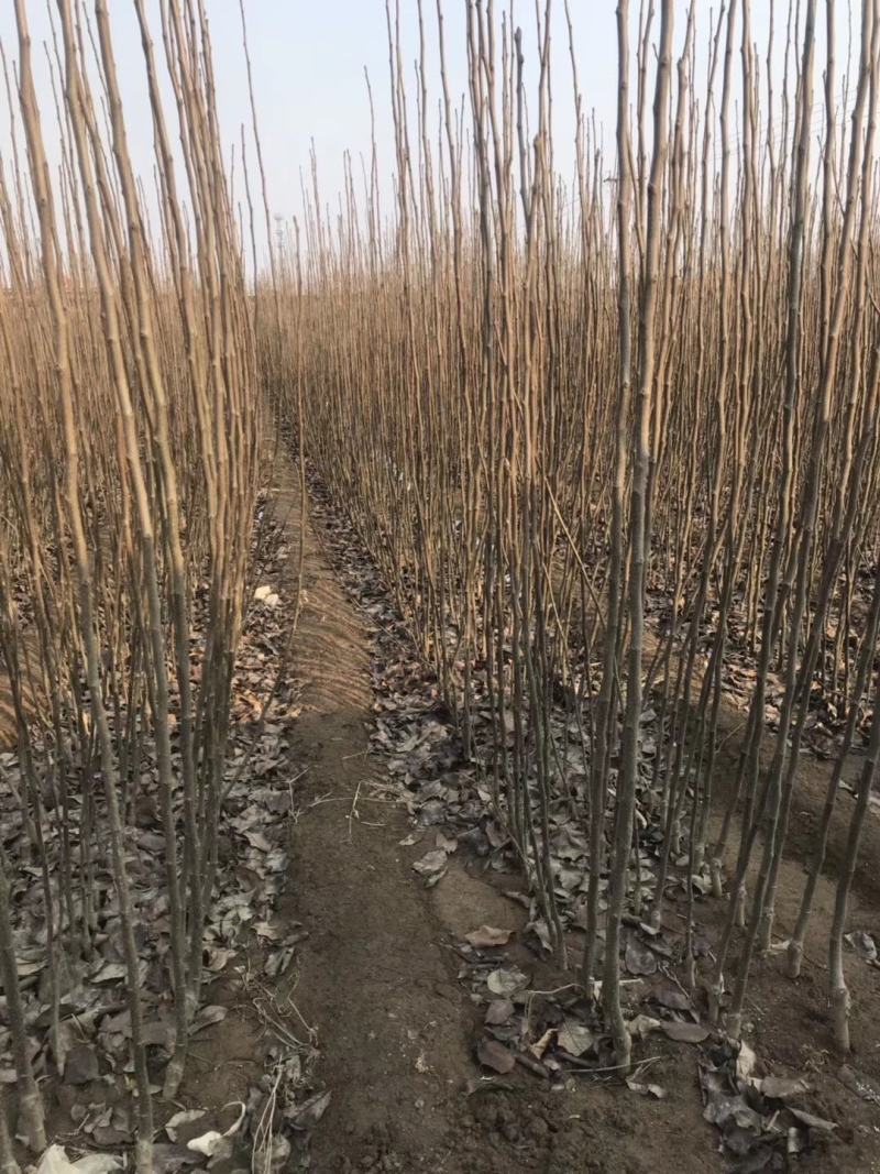 大量批发品种梨树苗，保品种，保质量，可保湿邮寄