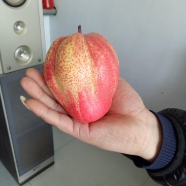 大量批发品种梨树苗，保品种，保质量，可保湿邮寄