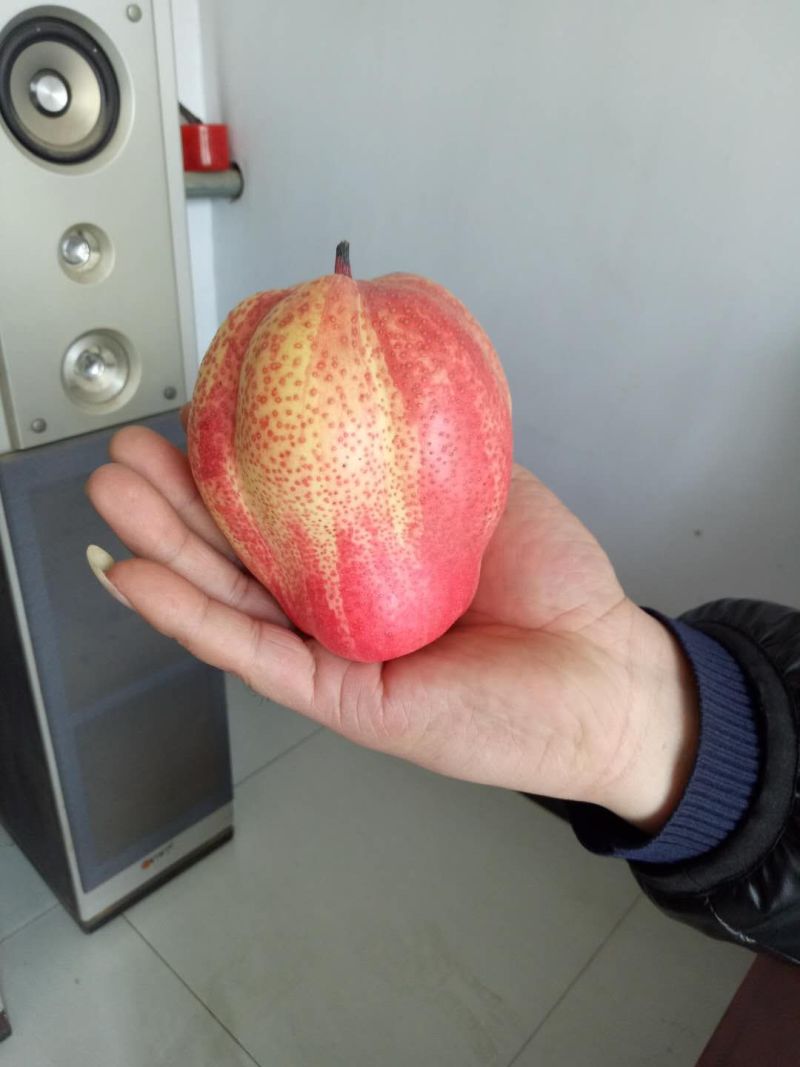 大量批发品种梨树苗，保品种，保质量，可保湿邮寄