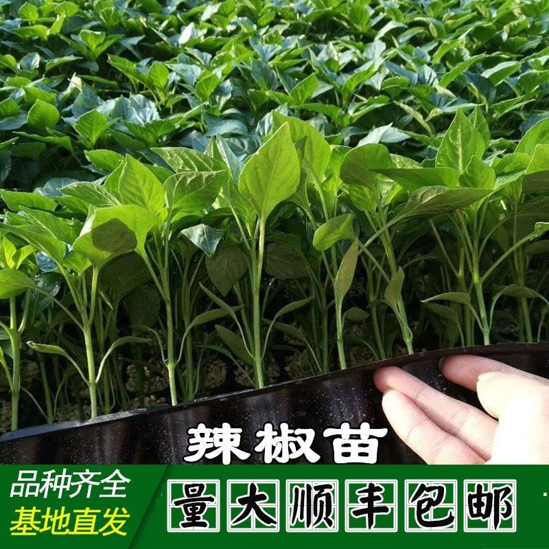 辣椒苗黑线椒苗螺丝椒苗绿甜椒苗黄甜椒苗多彩小尖椒苗朝天椒