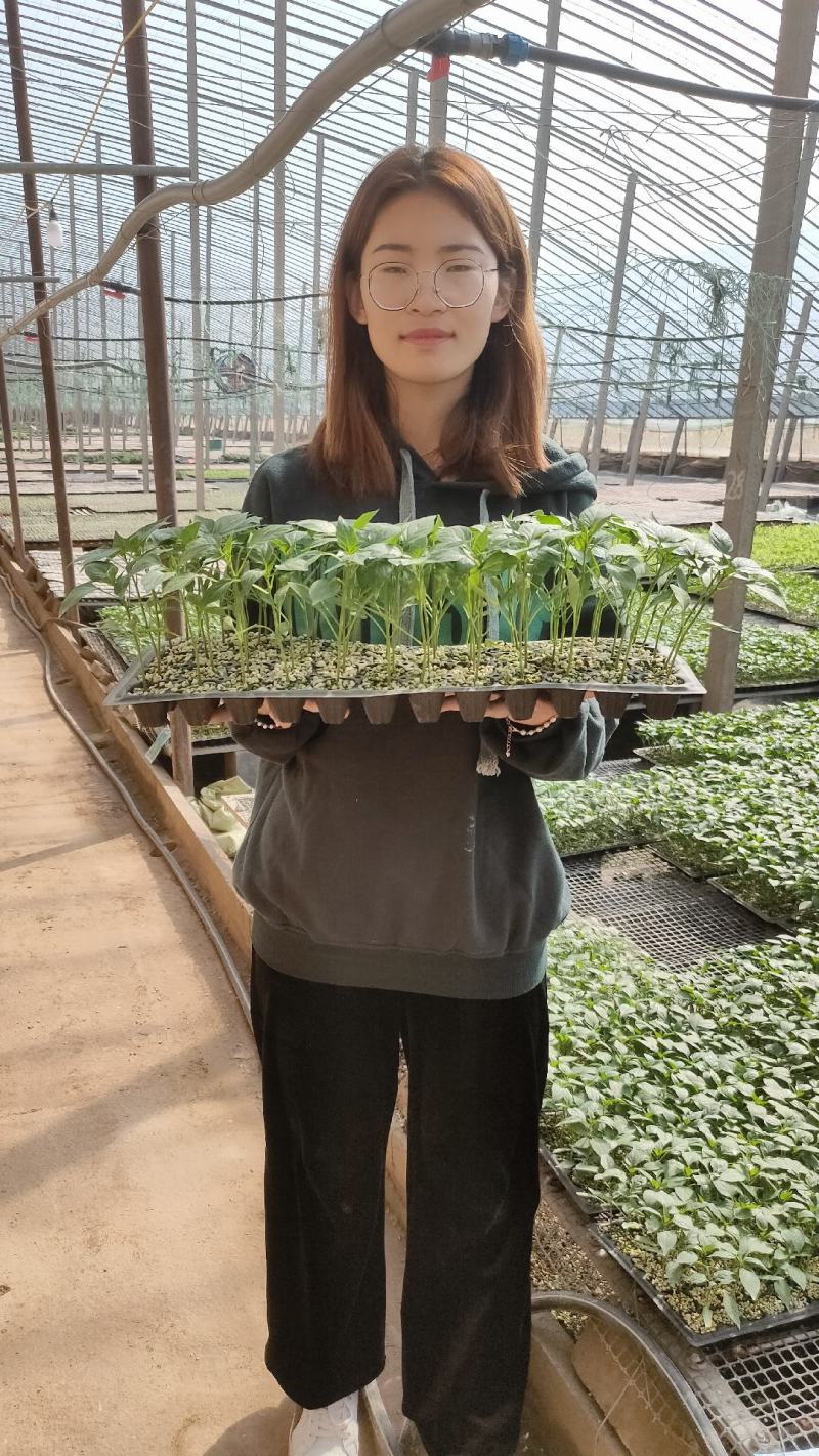 辣椒苗黑线椒苗螺丝椒苗绿甜椒苗黄甜椒苗多彩小尖椒苗朝天椒
