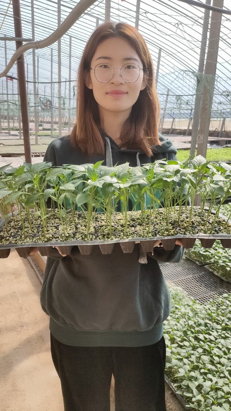辣椒苗黑线椒苗螺丝椒苗绿甜椒苗黄甜椒苗多彩小尖椒苗朝天椒