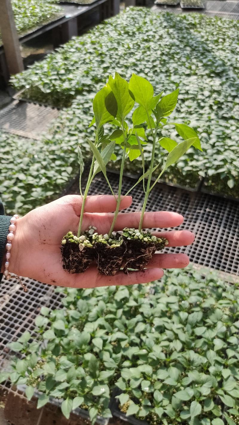 辣椒苗黑线椒苗螺丝椒苗绿甜椒苗黄甜椒苗多彩小尖椒苗朝天椒