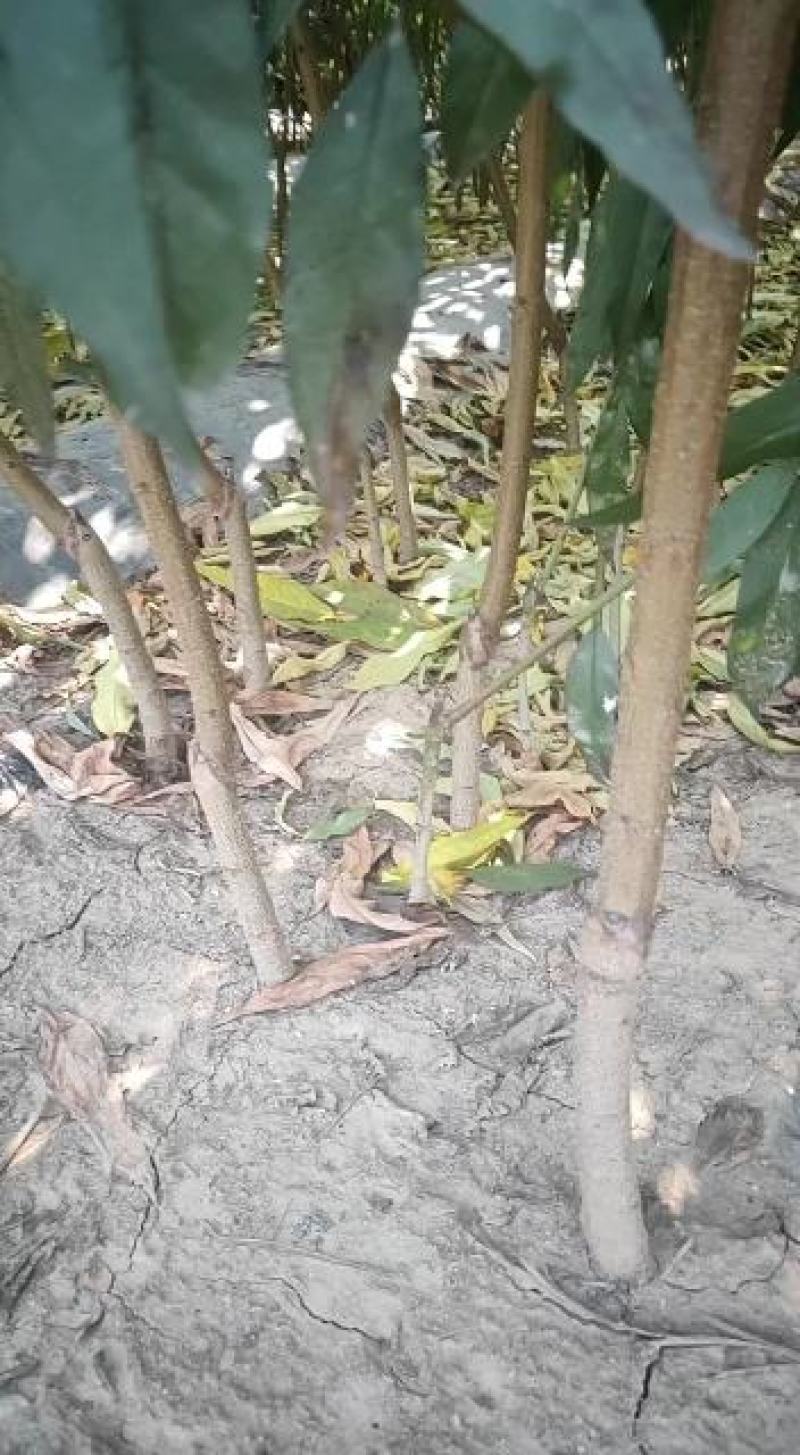 桃树苗，大量批发桃树苗，保品种，保质量，可保湿邮寄