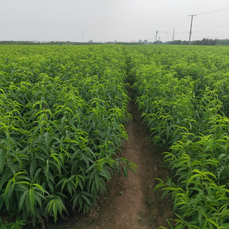 桃树苗，大量批发桃树苗，保品种，保质量，可保湿邮寄