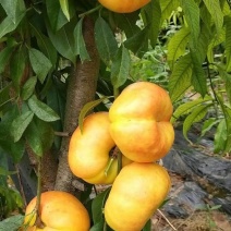 桃树苗，大量批发桃树苗，保品种，保质量，可保湿邮寄