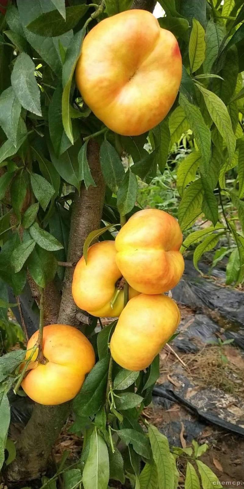 桃树苗，大量批发桃树苗，保品种，保质量，可保湿邮寄