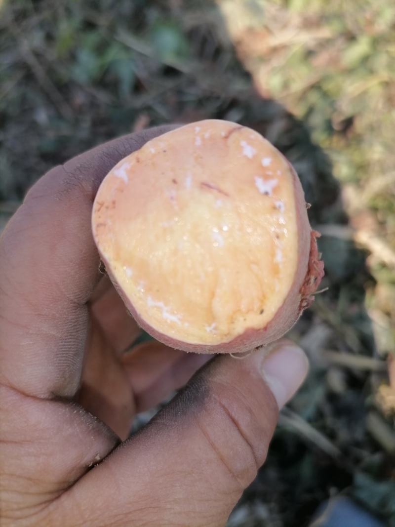 麦茬烟薯25（50万斤左右）