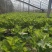 紫苏叶常年有货需要供货联系我