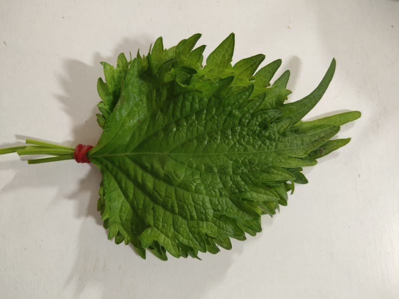 紫苏叶常年有货需要供货联系我
