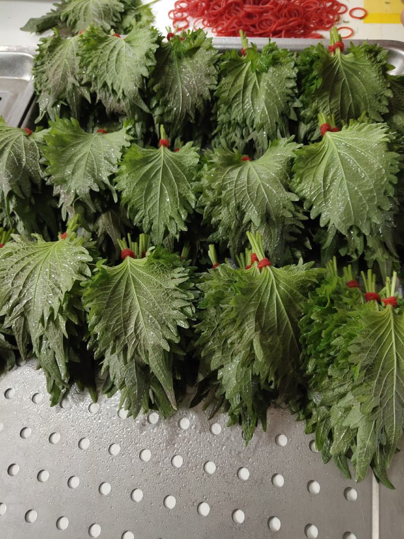 紫苏叶常年有货需要供货联系我