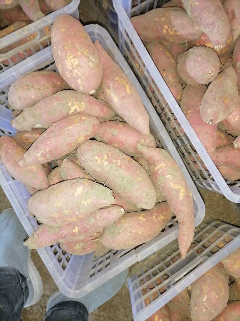 麦茬烟薯25（50万斤左右）