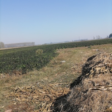 麦茬烟薯25（50万斤左右）