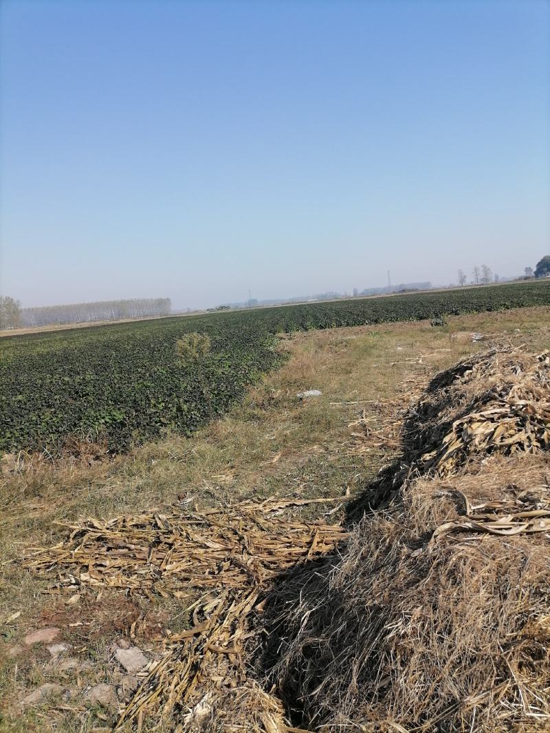 麦茬烟薯25（50万斤左右）