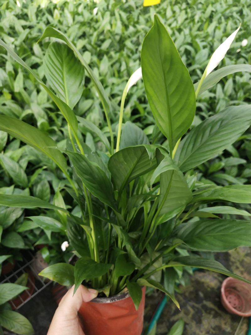 白掌，美酒，绿植，鲜花