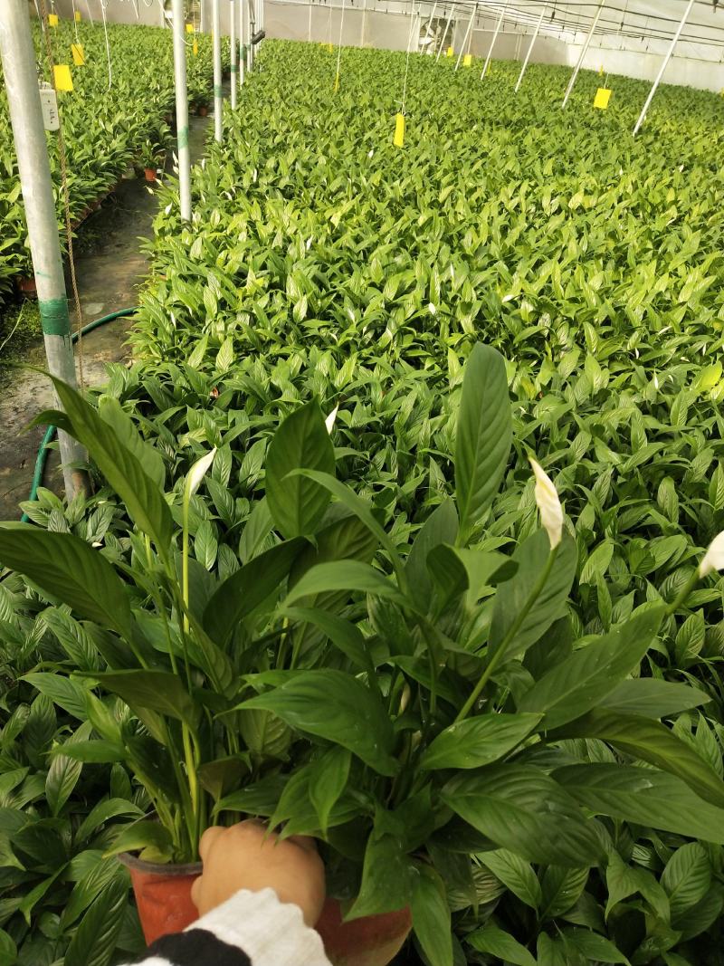 白掌，美酒，绿植，鲜花