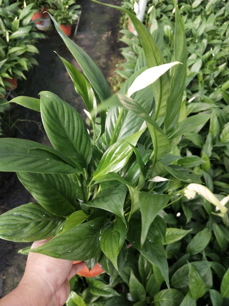 白掌，美酒，绿植，鲜花