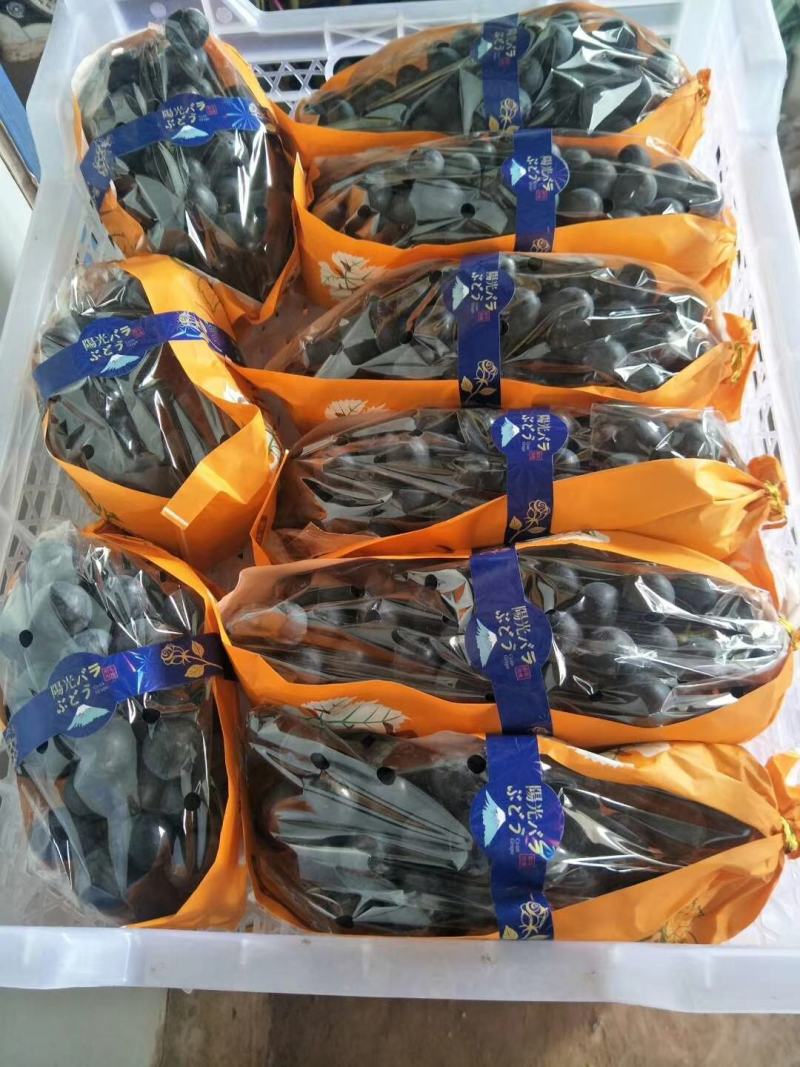 云南精品夏黑.黑提.大量上市！欢迎各地客商来收购！
