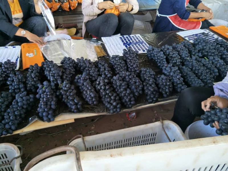 云南精品夏黑.黑提.大量上市！欢迎各地客商来收购！