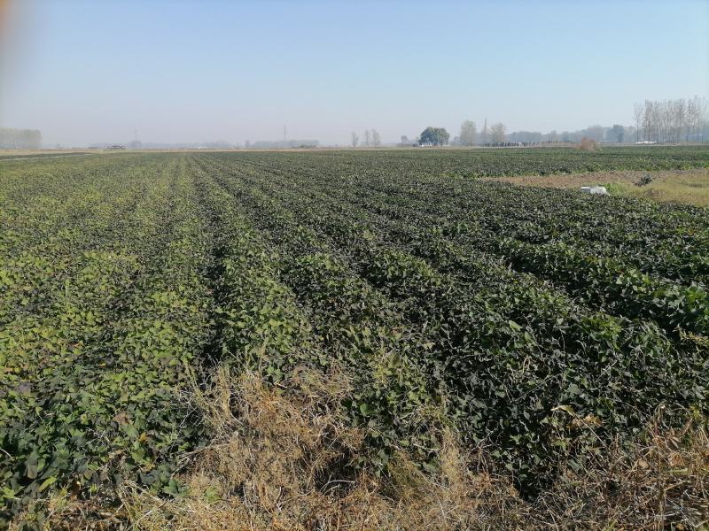 麦茬烟薯25（50万斤左右）