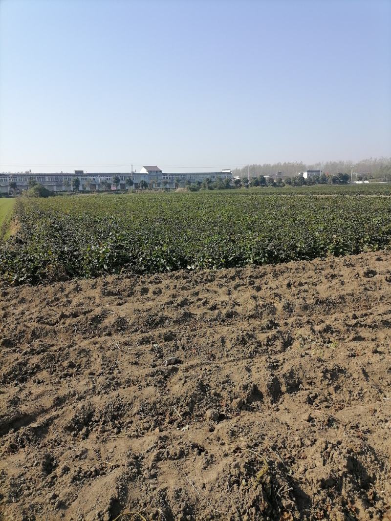 麦茬烟薯25（50万斤左右）