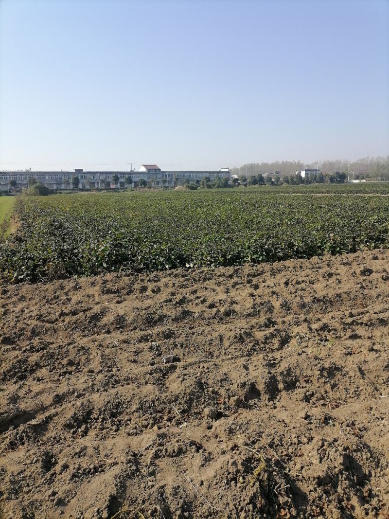麦茬烟薯25（50万斤左右）